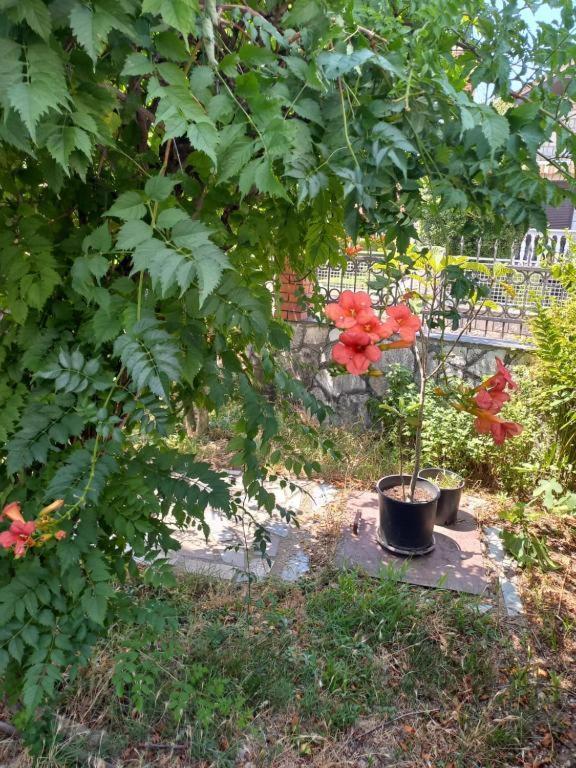 Traveler'S Rest - Near Podgorica Airport Vandrarhem Mitrovici  Exteriör bild